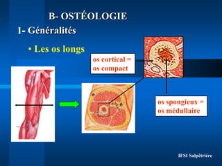 IFSI Salpêtrière
• Les os longs
os cortical =
os compact
os spongieux =
os médullaire
1- Généralités
B- OSTÉOLOGIE
 