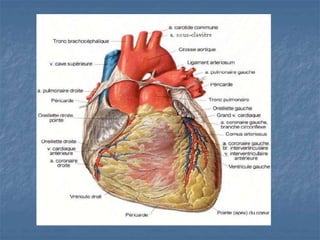Anatomie_physiologie_cardio_vasculaire_Schaub_ (2).ppt