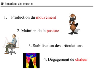II/ Fonctions des muscles
1. Production du mouvement
2. Maintien de la posture
3. Stabilisation des articulations
4. Dégagement de chaleur
 