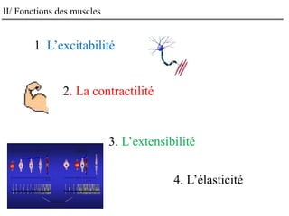 II/ Fonctions des muscles
1. L’excitabilité
2. La contractilité
3. L’extensibilité
4. L’élasticité
 