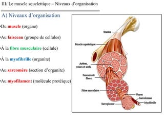•Du muscle (organe)
•Au faisceau (groupe de cellules)
•À la fibre musculaire (cellule)
•À la myofibrille (organite)
•Au sarcomère (section d’organite)
•Au myofilament (molécule protéique)
III/ Le muscle squelettique – Niveaux d’organisation
A) Niveaux d’organisation
 