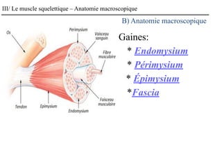 III/ Le muscle squelettique – Anatomie macroscopique
Gaines:
* Endomysium
* Périmysium
* Épimysium
*Fascia
B) Anatomie macroscopique
 