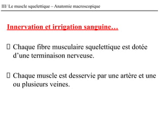 III/ Le muscle squelettique – Anatomie macroscopique
Innervation et irrigation sanguine…
Chaque fibre musculaire squelettique est dotée
d’une terminaison nerveuse.
Chaque muscle est desservie par une artère et une
ou plusieurs veines.
 