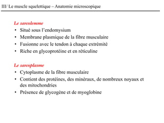 III/ Le muscle squelettique – Anatomie microscopique
Le sarcolemme
• Situé sous l’endomysium
• Membrane plasmique de la fibre musculaire
• Fusionne avec le tendon à chaque extrémité
• Riche en glycoprotéine et en réticuline
Le sarcoplasme
• Cytoplasme de la fibre musculaire
• Contient des protéines, des minéraux, de nombreux noyaux et
des mitochondries
• Présence de glycogène et de myoglobine
 