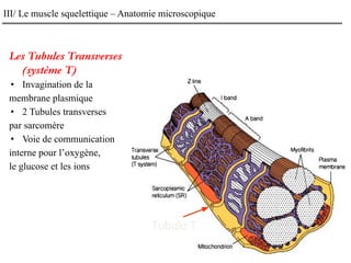 III/ Le muscle squelettique – Anatomie microscopique
Les Tubules Transverses
(système T)
• Invagination de la
membrane plasmique
• 2 Tubules transverses
par sarcomère
• Voie de communication
interne pour l’oxygène,
le glucose et les ions
Tubule T
 