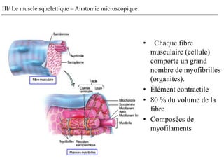 III/ Le muscle squelettique – Anatomie microscopique
• Chaque fibre
musculaire (cellule)
comporte un grand
nombre de myofibrilles
(organites).
• Élément contractile
• 80 % du volume de la
fibre
• Composées de
myofilaments
 