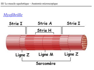 Myofibrille
III/ Le muscle squelettique – Anatomie microscopique
 