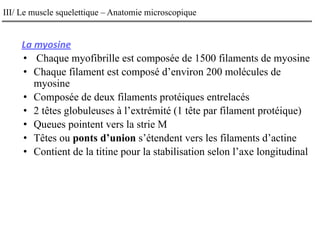 III/ Le muscle squelettique – Anatomie microscopique
La myosine
• Chaque myofibrille est composée de 1500 filaments de myosine
• Chaque filament est composé d’environ 200 molécules de
myosine
• Composée de deux filaments protéiques entrelacés
• 2 têtes globuleuses à l’extrémité (1 tête par filament protéique)
• Queues pointent vers la strie M
• Têtes ou ponts d’union s’étendent vers les filaments d’actine
• Contient de la titine pour la stabilisation selon l’axe longitudinal
 
