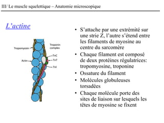 L’actine
III/ Le muscle squelettique – Anatomie microscopique
• S’attache par une extrémité sur
une strie Z, l’autre s’étend entre
les filaments de myosine au
centre du sarcomère
• Chaque filament est composé
de deux protéines régulatrices:
tropomyosine, troponine
• Ossature du filament
• Molécules globuleuses
torsadées
• Chaque molécule porte des
sites de liaison sur lesquels les
têtes de myosine se fixent
 