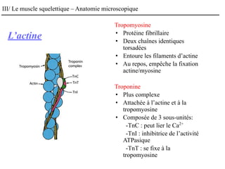 L’actine
III/ Le muscle squelettique – Anatomie microscopique
Tropomyosine
• Protéine fibrillaire
• Deux chaînes identiques
torsadées
• Entoure les filaments d’actine
• Au repos, empêche la fixation
actine/myosine
Troponine
• Plus complexe
• Attachée à l’actine et à la
tropomyosine
• Composée de 3 sous-unités:
-TnC : peut lier le Ca2+
-TnI : inhibitrice de l’activité
ATPasique
-TnT : se fixe à la
tropomyosine
 