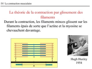 IV/ La contraction musculaire
La théorie de la contraction par glissement des
filaments
Durant la contraction, les filaments minces glissent sur les
filaments épais de sorte que l’actine et la myosine se
chevauchent davantage.
Hugh Huxley
1954
 
