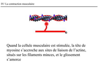 Quand la cellule musculaire est stimulée, la tête de
myosine s’accroche aux sites de liaison de l’actine,
situés sur les filaments minces, et le glissement
s’amorce
IV/ La contraction musculaire
 