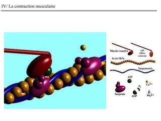 IV/ La contraction musculaire
 