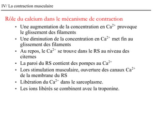 IV/ La contraction musculaire
Rôle du calcium dans le mécanisme de contraction
• Une augmentation de la concentration en Ca2+
provoque
le glissement des filaments
• Une diminution de la concentration en Ca2+
met fin au
glissement des filaments
• Au repos, le Ca2+
se trouve dans le RS au niveau des
citernes
• La paroi du RS contient des pompes au Ca2+
• Lors stimulation musculaire, ouverture des canaux Ca2+
de la membrane du RS
• Libération du Ca2+
dans le sarcoplasme.
• Les ions libérés se combinent avec la troponine.
 