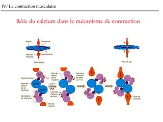 IV/ La contraction musculaire
Rôle du calcium dans le mécanisme de contraction
 