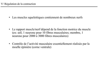 V/ Régulation de la contraction
• Les muscles squelettiques contiennent de nombreux nerfs
• Le rapport muscle/nerf dépend de la fonction motrice du muscle
(ex: œil, 1 neurone pour 10 fibres musculaires; membre, 1
neurone pour 2000 à 3000 fibres musculaires)
• Contrôle de l’activité musculaire essentiellement réalisée par la
moelle épinière (corne ventrale)
 