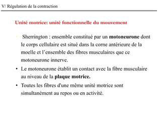 V/ Régulation de la contraction
Unité motrice: unité fonctionnelle du mouvement
• Sherrington : ensemble constitué par un motoneurone dont
le corps cellulaire est situé dans la corne antérieure de la
moelle et l’ensemble des fibres musculaires que ce
motoneurone innerve.
• Le motoneurone établit un contact avec la fibre musculaire
au niveau de la plaque motrice.
• Toutes les fibres d'une même unité motrice sont
simultanément au repos ou en activité.
 