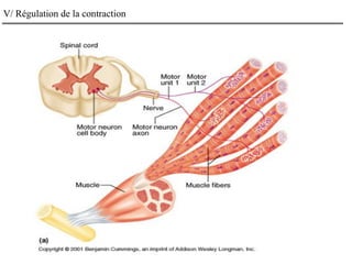 V/ Régulation de la contraction
 