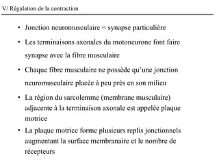 V/ Régulation de la contraction
• Jonction neuromusculaire = synapse particulière
• Les terminaisons axonales du motoneurone font faire
synapse avec la fibre musculaire
• Chaque fibre musculaire ne possède qu’une jonction
neuromusculaire placée à peu près en son milieu
• La région du sarcolemme (membrane musculaire)
adjacente à la terminaison axonale est appelée plaque
motrice
• La plaque motrice forme plusieurs replis jonctionnels
augmentant la surface membranaire et le nombre de
récepteurs
 