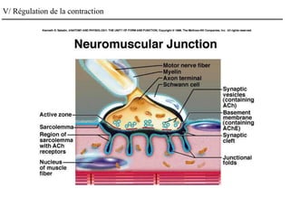 V/ Régulation de la contraction
 