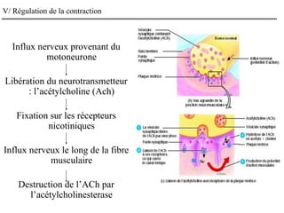 V/ Régulation de la contraction
Influx nerveux provenant du
motoneurone
Libération du neurotransmetteur
: l’acétylcholine (Ach)
Fixation sur les récepteurs
nicotiniques
Influx nerveux le long de la fibre
musculaire
Destruction de l’ACh par
l’acétylcholinesterase
 