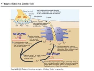 V/ Régulation de la contraction
 