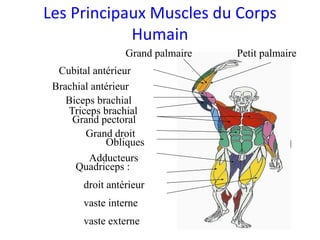 Les Principaux Muscles du Corps
Humain
Biceps brachial
Grand pectoral
Triceps brachial
Obliques
Quadriceps :
droit antérieur
vaste interne
vaste externe
Adducteurs
Brachial antérieur
Grand droit
Cubital antérieur
Grand palmaire Petit palmaire
 