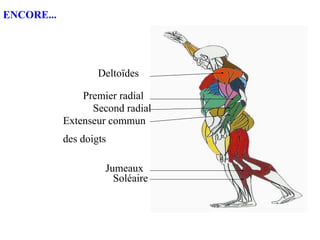 Premier radial
Second radial
Extenseur commun
des doigts
Deltoïdes
Soléaire
Jumeaux
ENCORE...
 
