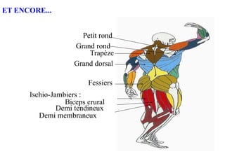Biceps crural
Demi tendineux
Demi membraneux
Ischio-Jambiers :
Grand dorsal
Trapèze
Fessiers
Grand rond
Petit rond
ET ENCORE...
 