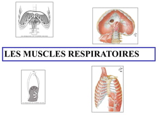 LES MUSCLES RESPIRATOIRES
 