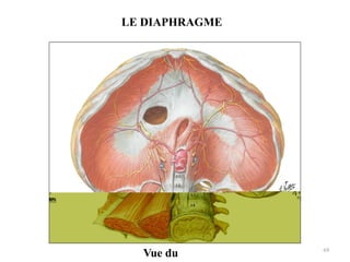 69
LE DIAPHRAGME
Vue du
 
