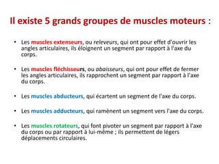 Il existe 5 grands groupes de muscles moteurs :
• Les muscles extenseurs, ou releveurs, qui ont pour effet d'ouvrir les
angles articulaires, ils éloignent un segment par rapport à l'axe du
corps.
• Les muscles fléchisseurs, ou abaisseurs, qui ont pour effet de fermer
les angles articulaires, ils rapprochent un segment par rapport à l'axe
du corps.
• Les muscles abducteurs, qui écartent un segment de l'axe du corps.
• Les muscles adducteurs, qui ramènent un segment vers l'axe du corps.
• Les muscles rotateurs, qui font pivoter un segment par rapport à l'axe
du corps ou par rapport à lui-même ; ils permettent de légers
déplacements circulaires.
 