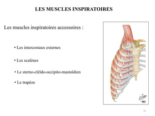 70
LES MUSCLES INSPIRATOIRES
Les muscles inspiratoires accessoires :
• Les intercostaux externes
• Les scalènes
• Le sterno-cléïdo-occipito-mastoïdien
• Le trapèze
 