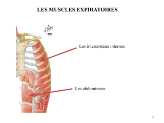 71
LES MUSCLES EXPIRATOIRES
Les abdominaux
Les intercostaux internes
 