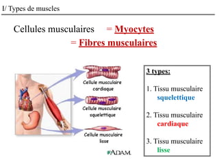 I/ Types de muscles
Cellules musculaires = Myocytes
= Fibres musculaires
3 types:
1. Tissu musculaire
squelettique
2. Tissu musculaire
cardiaque
3. Tissu musculaire
lisse
 