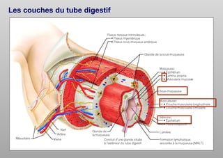 Les couches du tube digestif
 