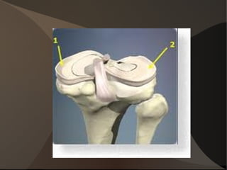 1/L'os: le soutien Observation des os qui constituent le genou 