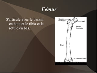 Par groupe de 2 dessinez les contours osseux des 4 os de cette articulation. 