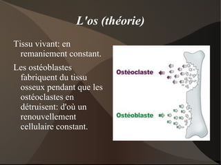 Nommer tous les reliefs osseux que vous connaissez 