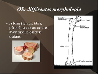 Tibia et péroné Os long 