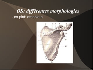 Le tibia s'articule avec le fémur et le péroné en haut. Et avec l'astragale et le péroné en bas. 