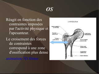 Le même cartilage que celui du nez ou de l'oreille 
