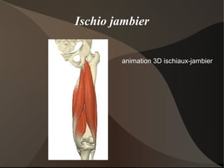 Fémur S'articule avec le bassin en haut et le tibia et la rotule en bas. 