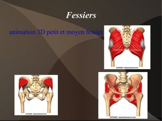 L'os (théorie) Tissu vivant: en remaniement constant. 
