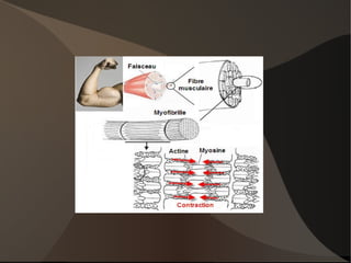 Le cartilage de croissance est « souple ». Il est donc fragil. 