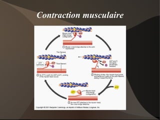 Le cartilage de croissance n'est pas visible à la radio 
