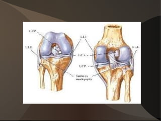 OS: différentes morphologie - os long (femur, tibia, péroné) creux au centre. avec moelle osseuse dedans 