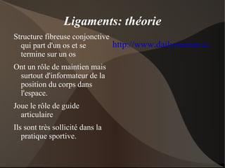 Os:différentes morphologies - os rond os du carpe (poignet) et du tarse (pied) 
