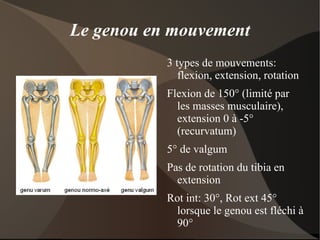 2/Le muscle: le mouvement Observation des 4 cadrans musculaires de la cuisse et des 2 cadrans du mollet. 