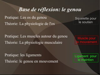 Base de réflexion: le genou Pratique: Les os du genou 